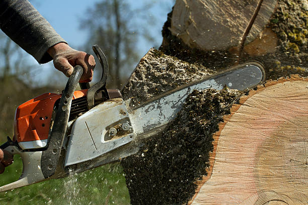 The Steps Involved in Our Tree Care Process in Lame Deer, MT